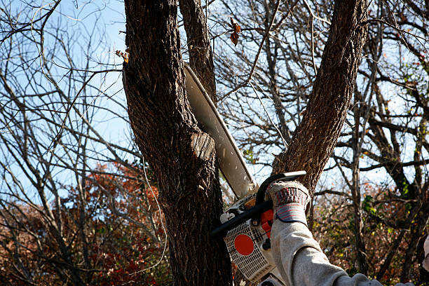 Best Seasonal Cleanup (Spring/Fall)  in USA